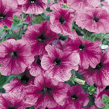 Petunia
