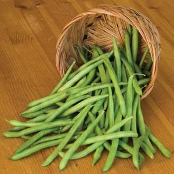 Bean Bean