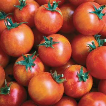 Tomato Tomato