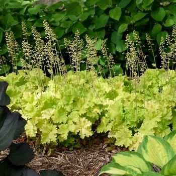 Coral Bells