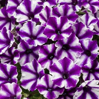 Petunia