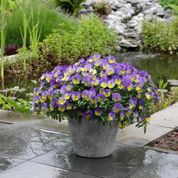Pansy Pansy