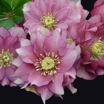 Wedding Party® 'Maid of Honor'