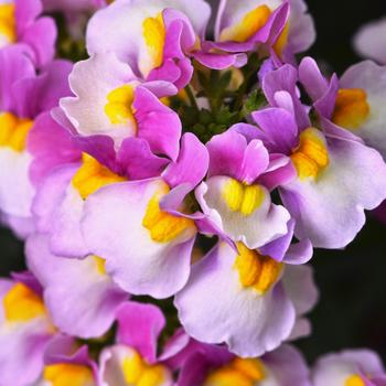 Nemesia
