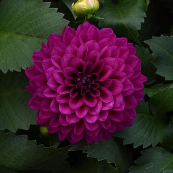 Venti&trade; Royal Purple
