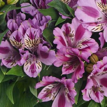 Colorita&reg; Mulan&reg; Purple Lavender