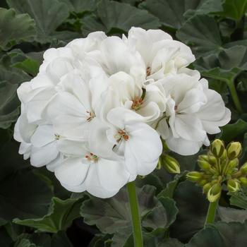 Mojo&trade; White