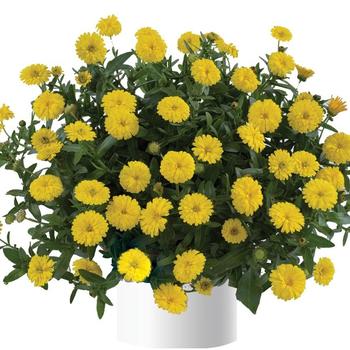 Cheers™ Yellow Improved Cheers™ Yellow Improved
