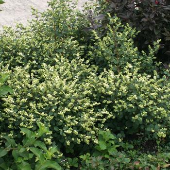 Magical&reg; 'Avalanche'