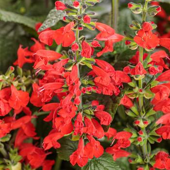 Unplugged&reg; Red Scarlet Sage