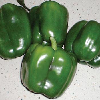 Pepper, Sweet Bell Pepper, Sweet Bell