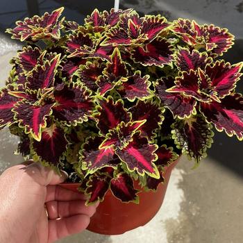 TerraScape™ Queen