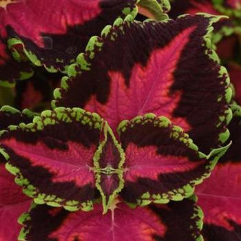 Coleus