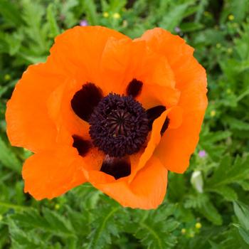 Oriental Poppy