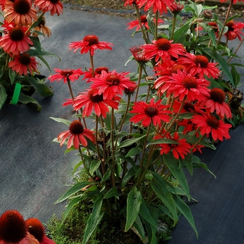 Coneflower Coneflower