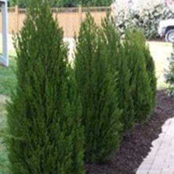 'Hetzii Columnaris' Chinese Juniper 'Hetzii Columnaris' Chinese Juniper