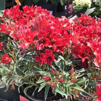 Colorita® Katiana