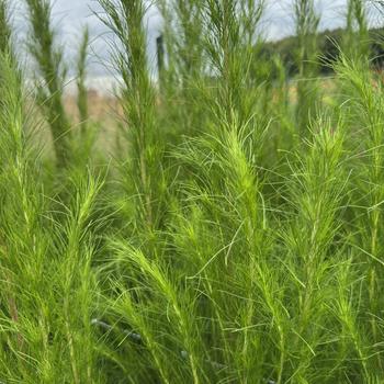 Elegant Feather Elegant Feather