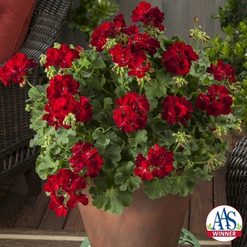 Geranium, Hybrid