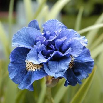 Siberian Iris