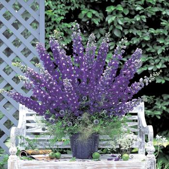	Larkspur