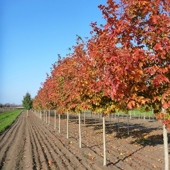 Fall Fiesta® Sugar Maple Fall Fiesta® Sugar Maple