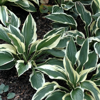 Plantain Lily
