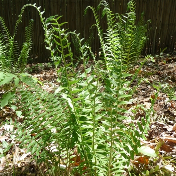 Christmas Fern