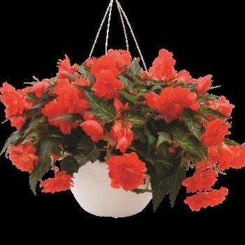 Begonia