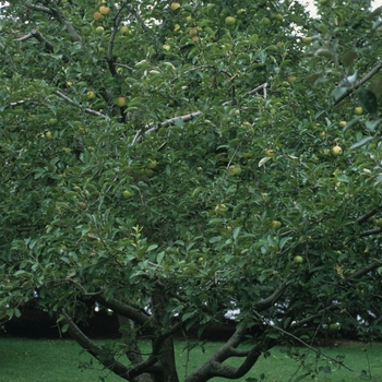 'Golden Delicious' Apple