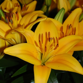 Asiatic Pot Lily