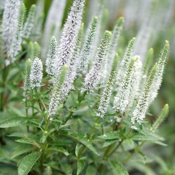 Speedwell
