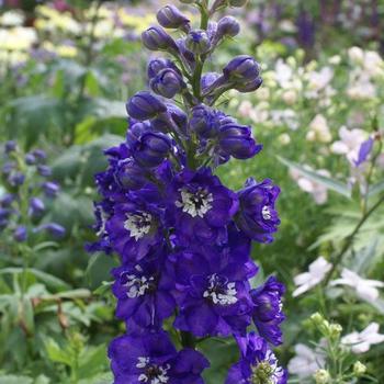 Larkspur Larkspur