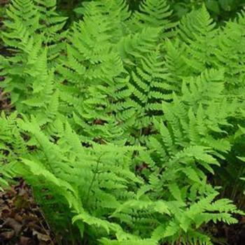 Fern, Wood 