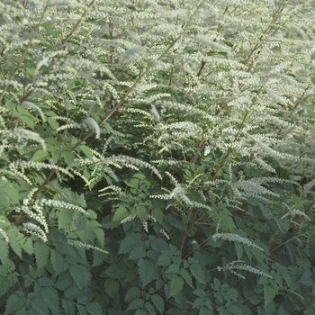Goat's Beard