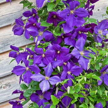 Clematis