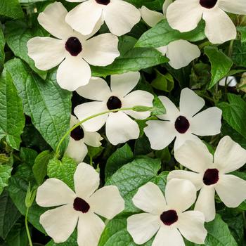 'Coconut A-Peel®' Black-Eyed Susan Vine 'Coconut A-Peel®' Black-Eyed Susan Vine