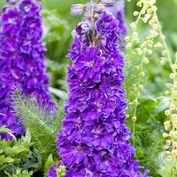 Delgenius™ 'Kingsley' Delgenius™ 'Kingsley'