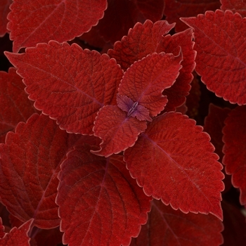 Coleus Coleus