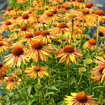Coneflower Coneflower