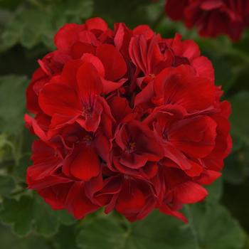 Dynamo&trade; Dark Red