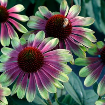 Coneflower Coneflower