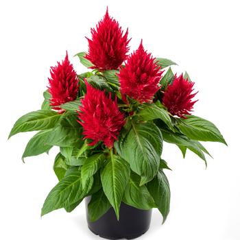 Celosia Celosia