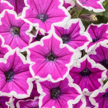 Supertunia® Hoopla™ Vivid Orchid