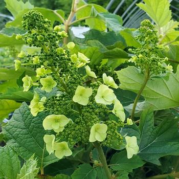 'Munchkin' Oakleaf Hydrangea