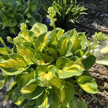 Plantain Lily