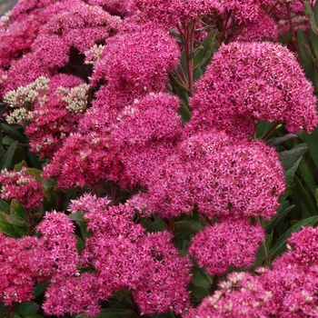 Stonecrop