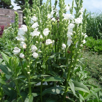 Obedient Plant