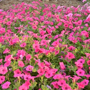 'Supertunia Vista Fuchsia'