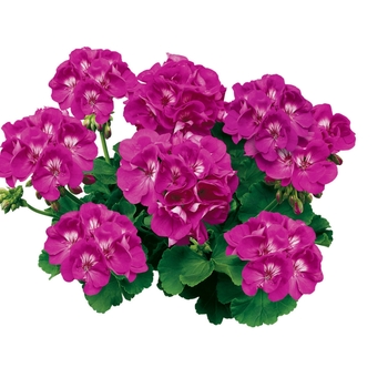 Americana® Orchid Americana® Orchid